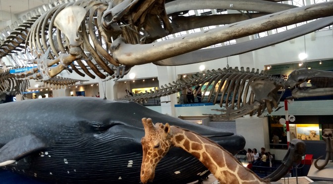 Cinco razones para visitar el Museo de Historia Natural de Londres